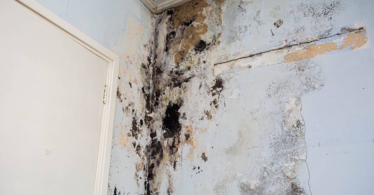 mold damage restoration